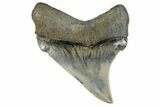 Serrated, Fossil Chubutensis Tooth - Aurora, North Carolina #179810-1